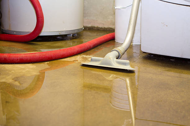 Best Mold removal after water damage  in Sugar Grove, IL